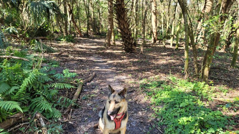 Dog Wood Park of Jacksonville - Jacksonville, FL