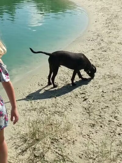 Dog Wood Park of Jacksonville - Jacksonville, FL