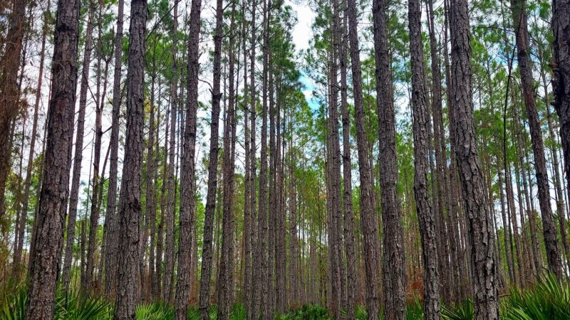 Edwards Creek Trailhead - Jacksonville, FL