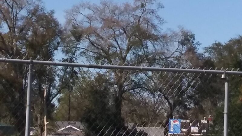 Lakeshore Park - Jacksonville, FL