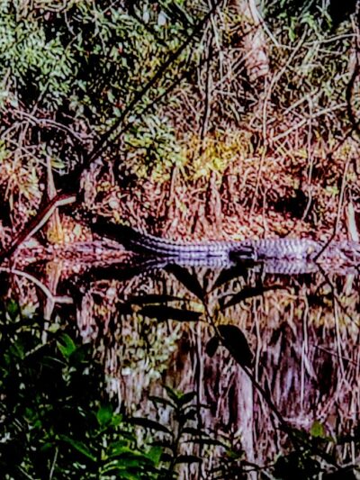 South Mandarin Library Park (not off leash dog park) - Jacksonville, FL