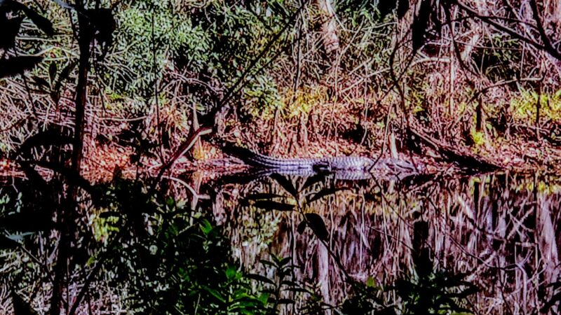 South Mandarin Library Park (not off leash dog park) - Jacksonville, FL