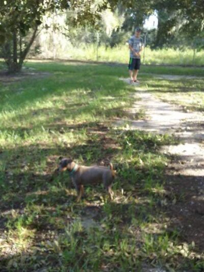 South Mandarin Library Park (not off leash dog park) - Jacksonville, FL