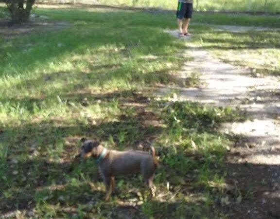 South Mandarin Library Park (not off leash dog park) - Jacksonville, FL