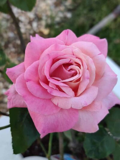 South Mandarin Library Park (not off leash dog park) - Jacksonville, FL