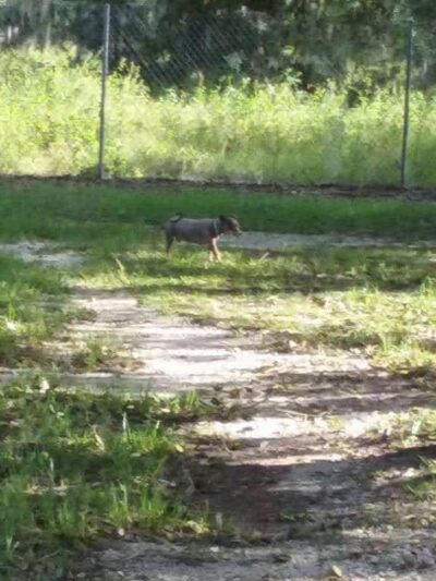 South Mandarin Library Park (not off leash dog park) - Jacksonville, FL