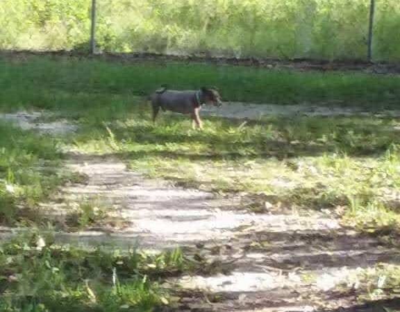 South Mandarin Library Park (not off leash dog park) - Jacksonville, FL
