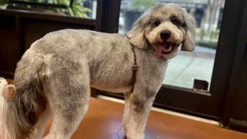 The Dog Spa in Tapestry Park - Jacksonville, FL