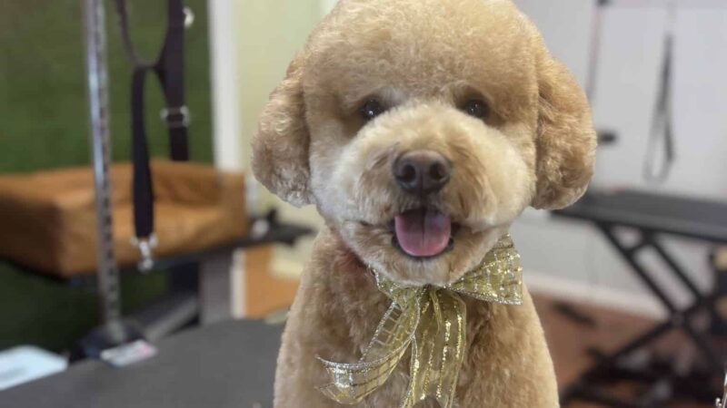 The Dog Spa in Tapestry Park - Jacksonville, FL