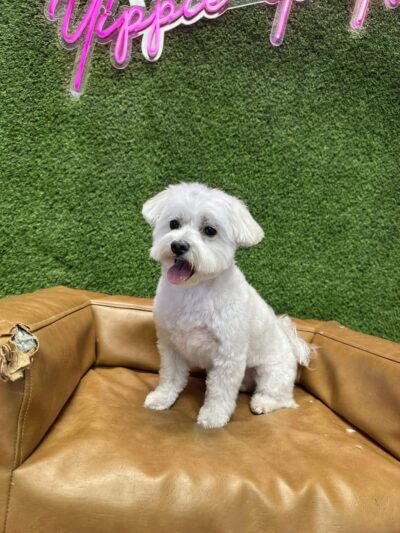 The Dog Spa in Tapestry Park - Jacksonville, FL