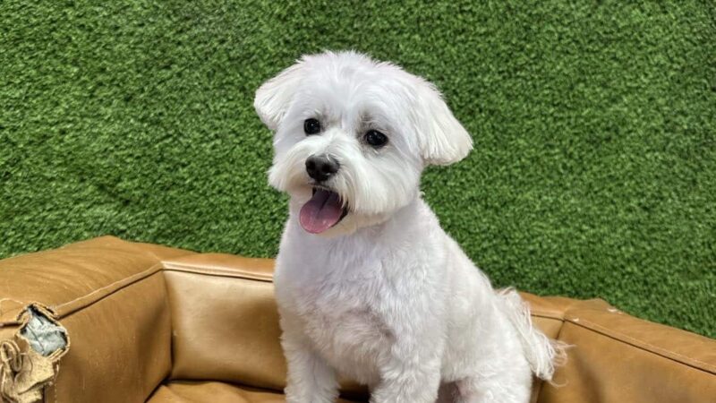 The Dog Spa in Tapestry Park - Jacksonville, FL