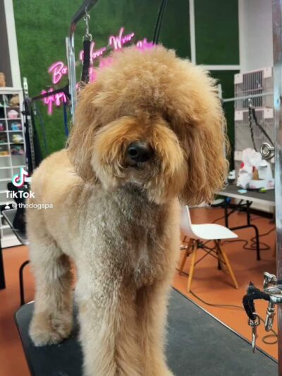 The Dog Spa in Tapestry Park - Jacksonville, FL