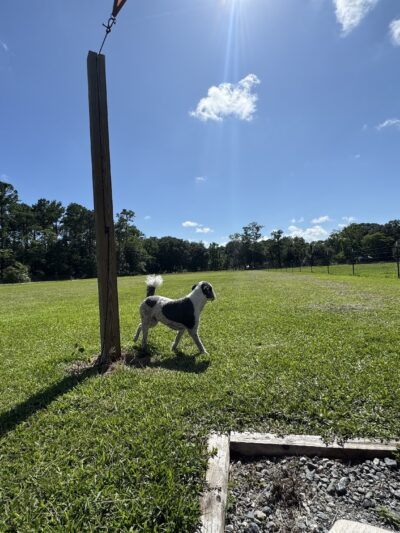 Unleashed - Jacksonville, FL