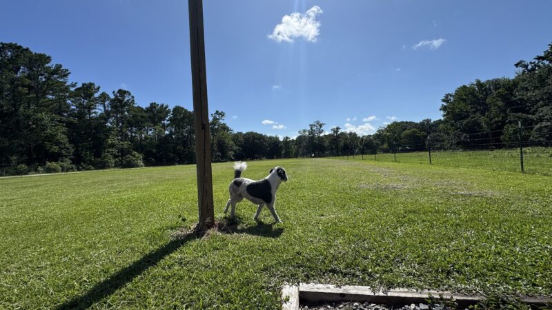 Unleashed - Jacksonville, FL