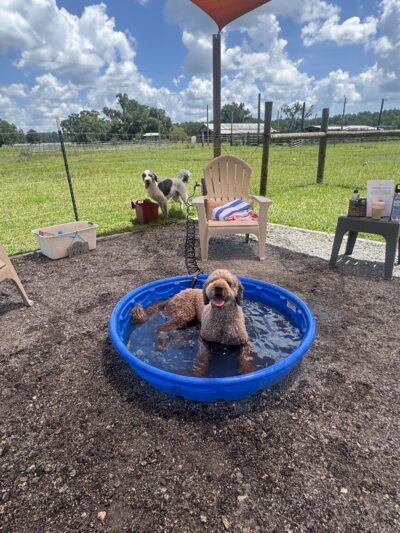 Unleashed - Jacksonville, FL