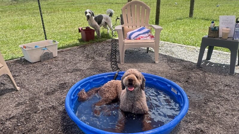 Unleashed - Jacksonville, FL