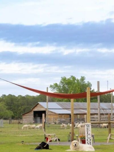 Unleashed - Jacksonville, FL