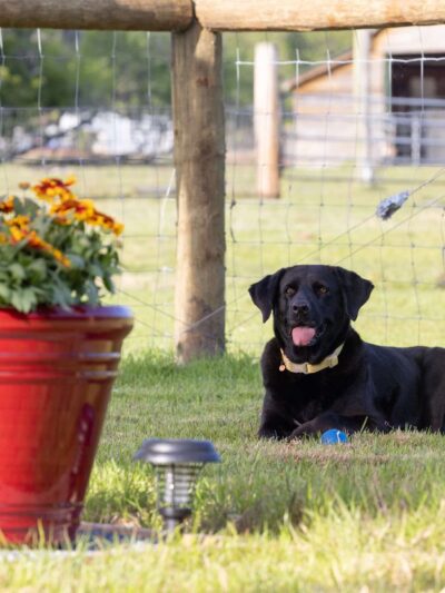 Unleashed - Jacksonville, FL