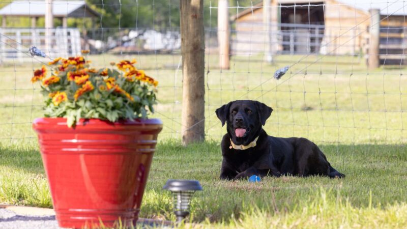 Unleashed - Jacksonville, FL