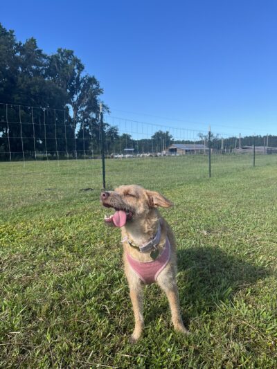 Unleashed - Jacksonville, FL