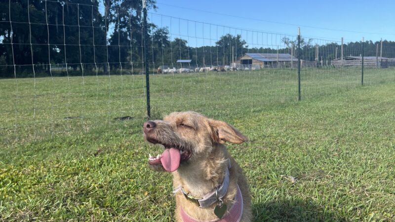 Unleashed - Jacksonville, FL