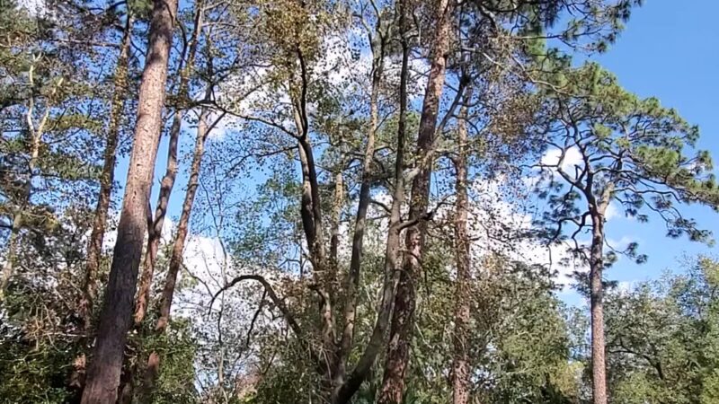 Verona Park - Jacksonville, FL