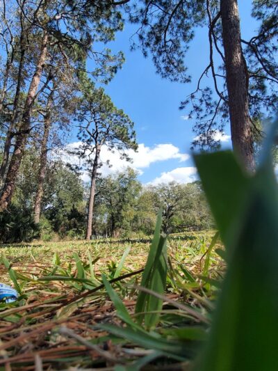 Verona Park - Jacksonville, FL