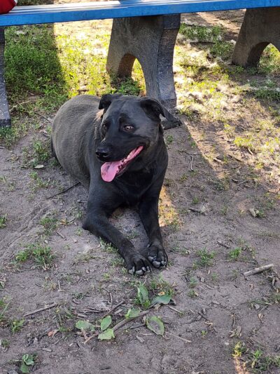 Jacksonville PetSafe Bark Park - Jacksonville, IL