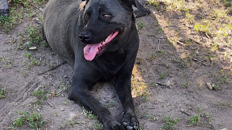 Jacksonville PetSafe Bark Park - Jacksonville, IL