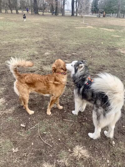 Jacksonville PetSafe Bark Park - Jacksonville, IL