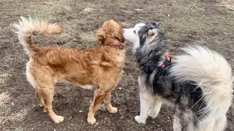 Jacksonville PetSafe Bark Park - Jacksonville, IL