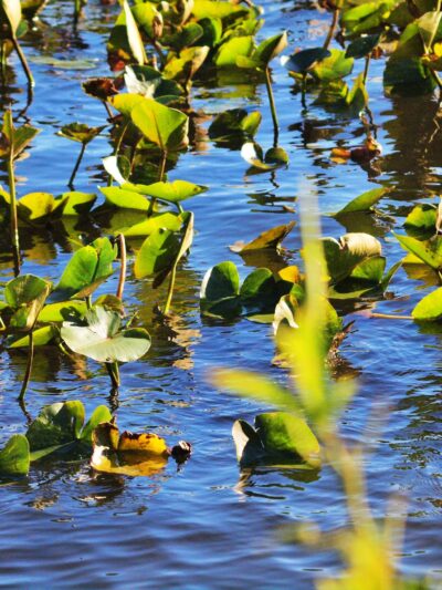 Thompson Park Monroe - Jamesburg, NJ