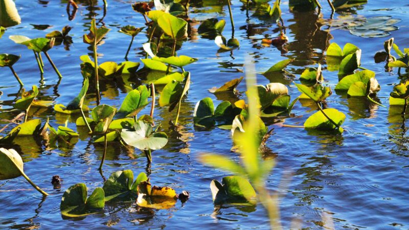 Thompson Park Monroe - Jamesburg, NJ