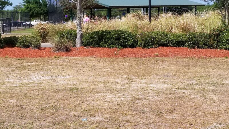 Simmers-Young (2nd entrance Dog Park) - Jan Phyl Village, FL