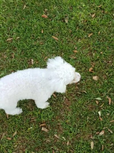Simmers-Young (2nd entrance Dog Park) - Jan Phyl Village, FL