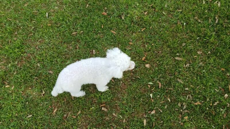 Simmers-Young (2nd entrance Dog Park) - Jan Phyl Village, FL