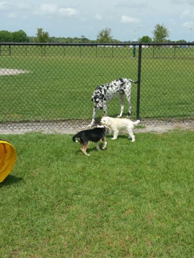 Simmers-Young (2nd entrance Dog Park) - Jan Phyl Village, FL