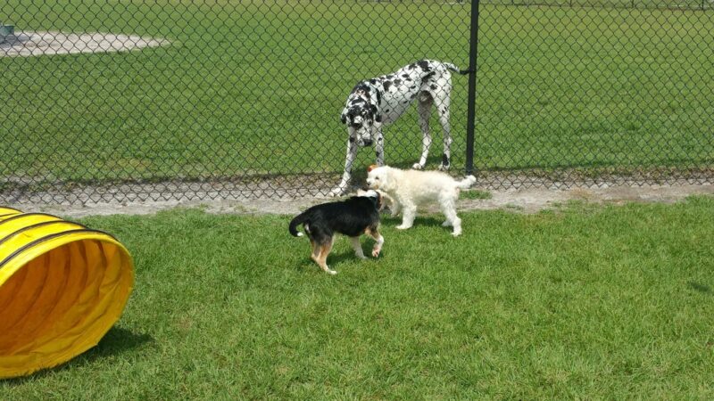 Simmers-Young (2nd entrance Dog Park) - Jan Phyl Village, FL