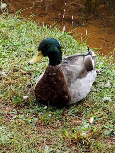 Ashe County Park Russ Blevins Shelter - Jefferson, NC