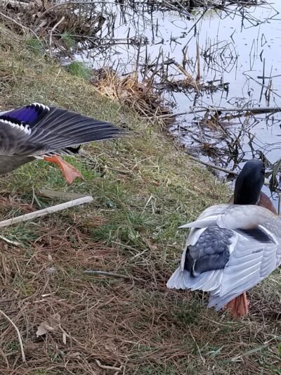 Ashe County Park Russ Blevins Shelter - Jefferson, NC