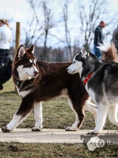 Grand Ravines Dog Park - Jenison, MI