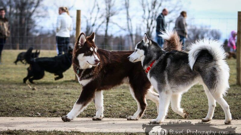 Grand Ravines Dog Park - Jenison, MI