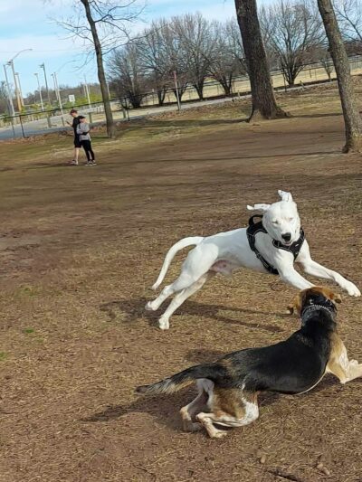 Bark West Dog Park - Jenks, OK