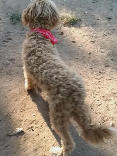 Bark West Dog Park - Jenks, OK