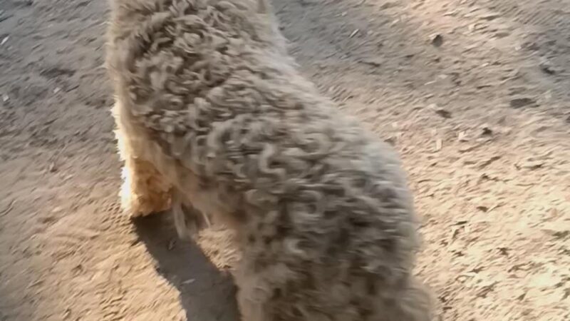 Bark West Dog Park - Jenks, OK