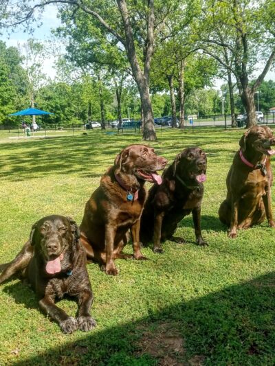 Dog Park - Jenks, OK