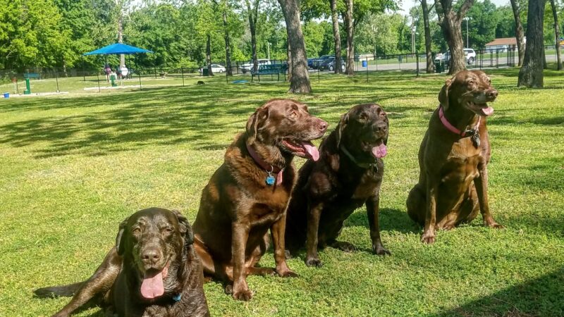 Dog Park - Jenks, OK