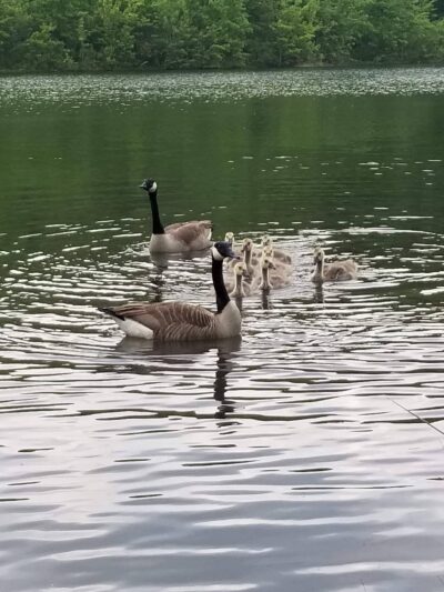 Aylesworth Park - Jermyn, PA