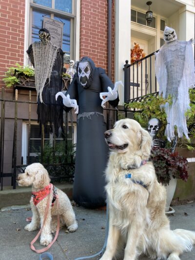 Jersey City Dog Walking - Jersey City, NJ