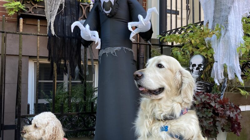 Jersey City Dog Walking - Jersey City, NJ